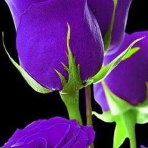 Meet your Posher, Estela